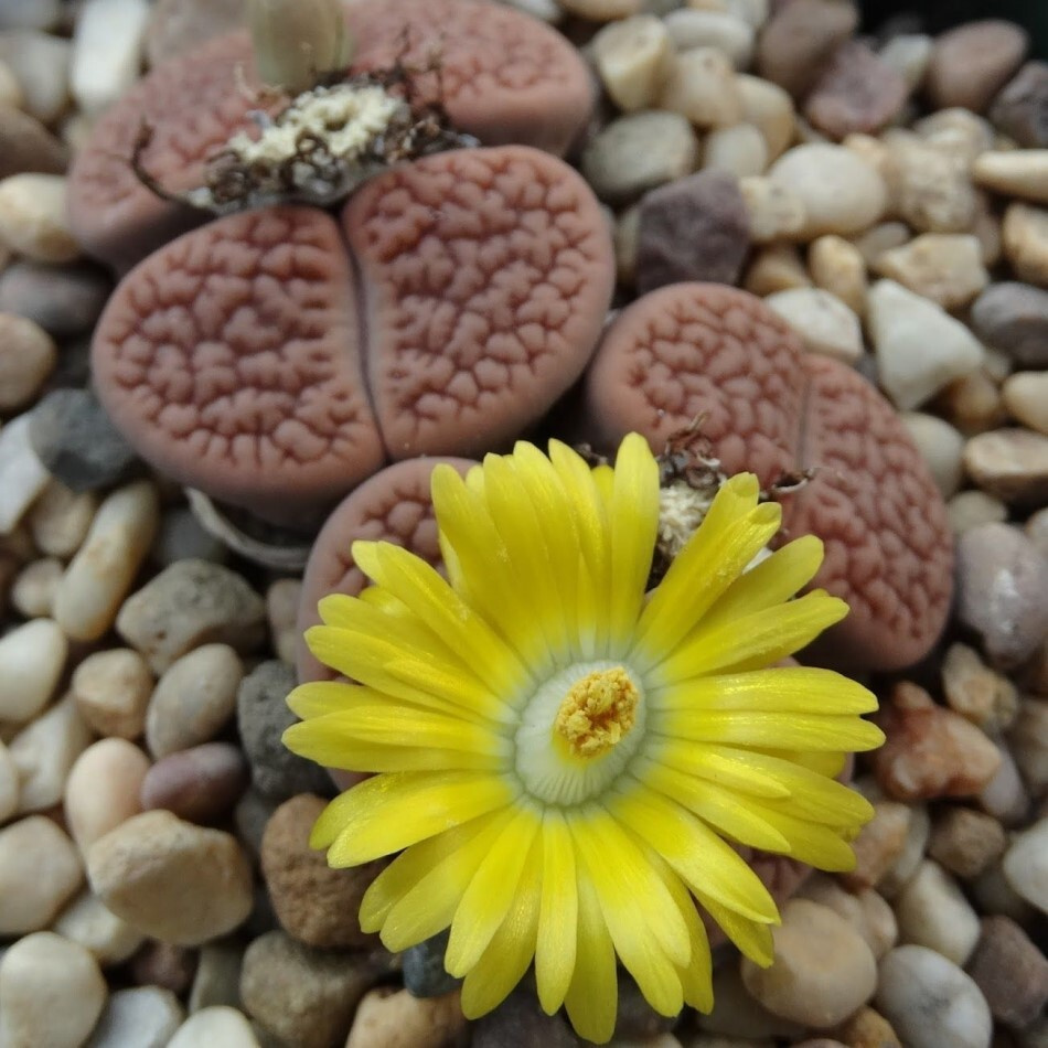 Суккулент Литопс Lithops hookeri f. vermiculate семена (10 ШТ) #1