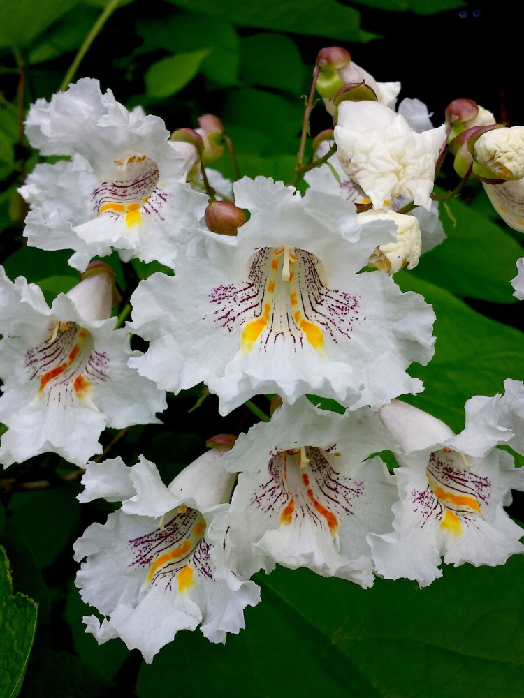 Семена Катальпа прекрасная (Catalpa speciosa), 20 штук #1