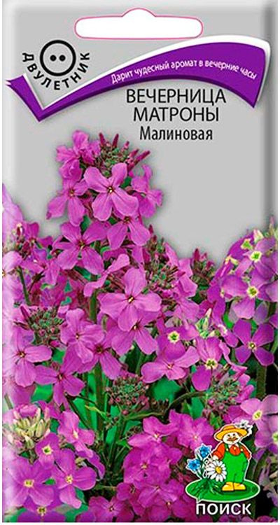 Семена Вечерница Матроны Малиновая (ЦВ) ("2) 0,3гр. #1