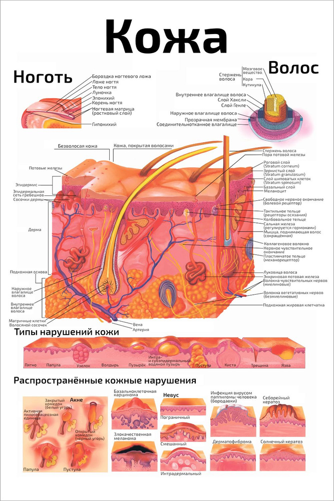 Плакат обучающий А2 ламинир. Структура кожи человека косметологический / анатомический 457x610 мм  #1