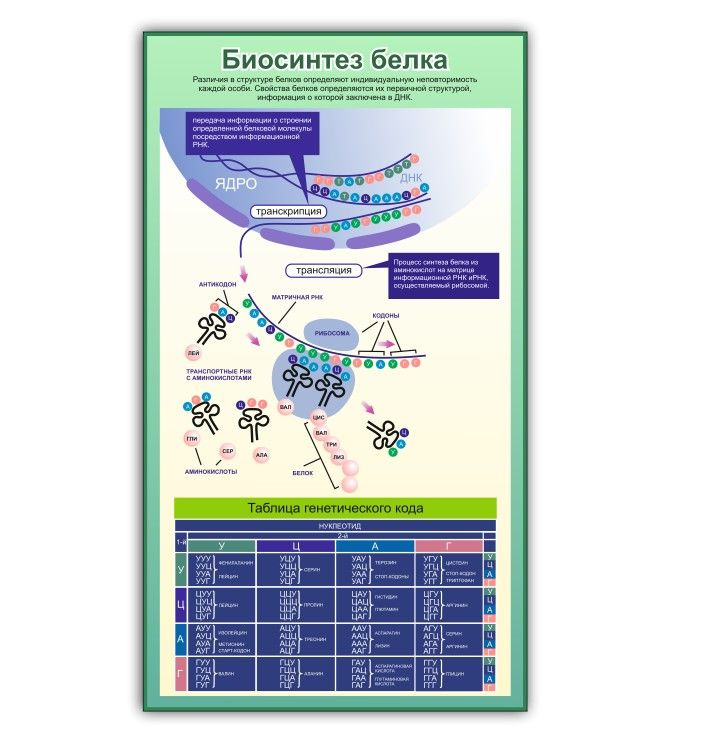 Стенд в кабинет биологии Биосинтез белка 745х990мм #1