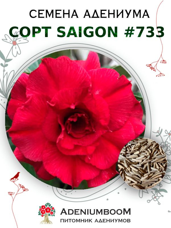 Семена Адениума Обесум от Saigon Adenium #733 (4шт.) / семена цветов комнатных суккулентов, набор семян #1