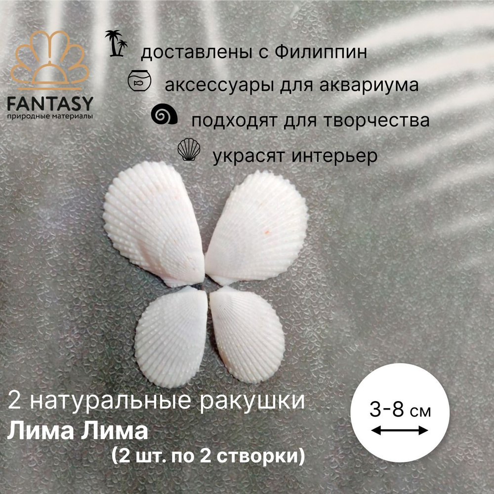 Натуральные морские ракушки FANTASY Лима Лима, 2 шт. (2 створки - 3-5 см, 2 створки - 5-8 см)  #1