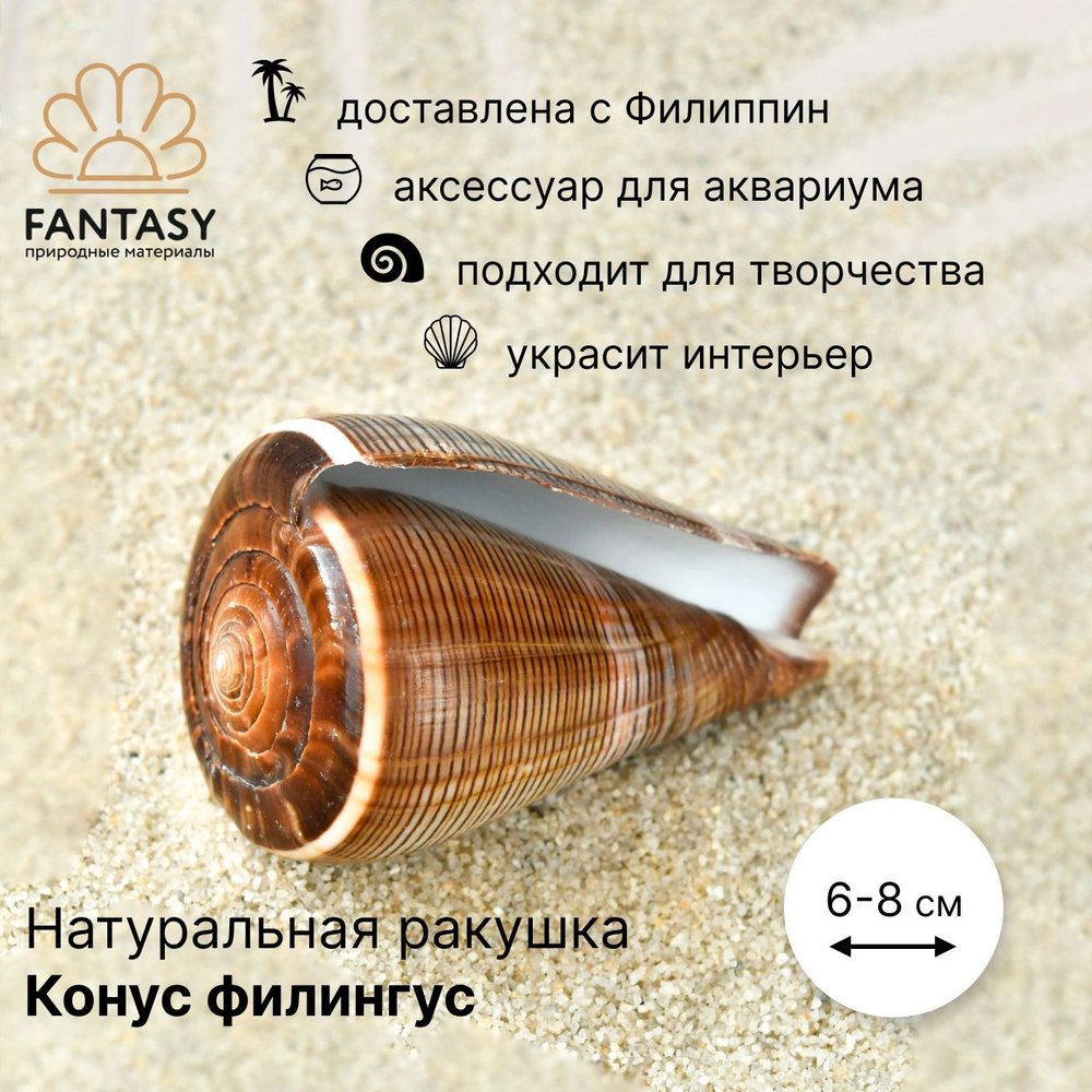 Натуральная морская ракушка FANTASY Конус филингус 1 шт., 6-8 см  #1