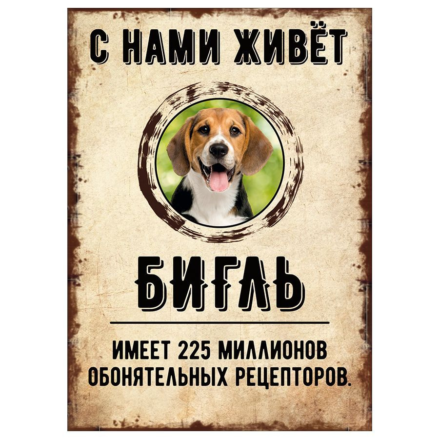 Табличка, декоративная, DANGER DOG, С нами живет Бигль, 18см х 25см  #1