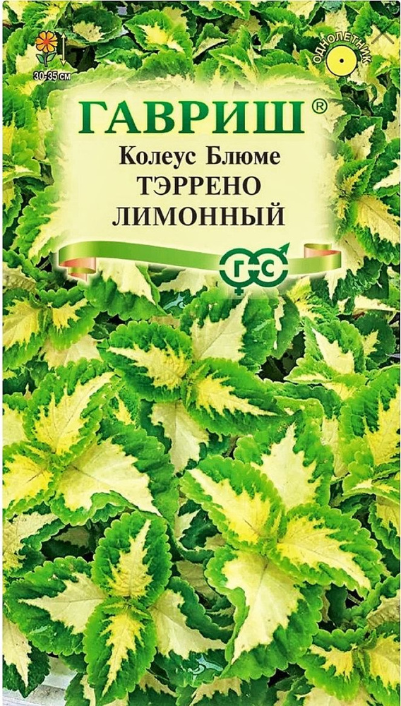 Колеус Тэррено лимонный, 1 пакет, семена 4 шт, Гавриш #1