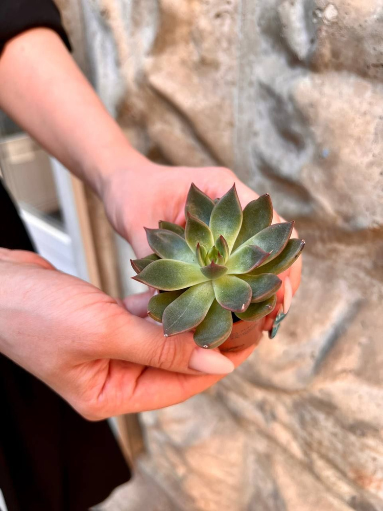 Эхеверия Гибридная (Echeveria Hybrid) D5см #1