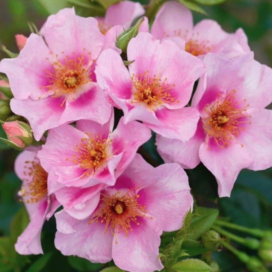 Роза Ориента Лейла - купить с доставкой по выгодным ценам в интернет ...