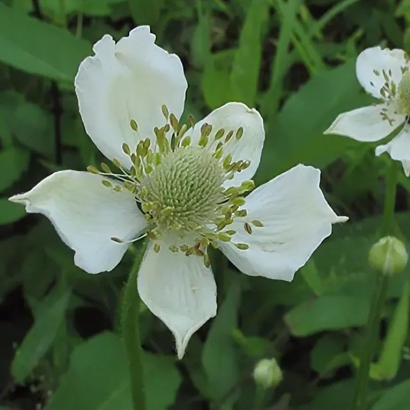 Анемона виргинская (Anemone virginiana) Семена 20 штук #1