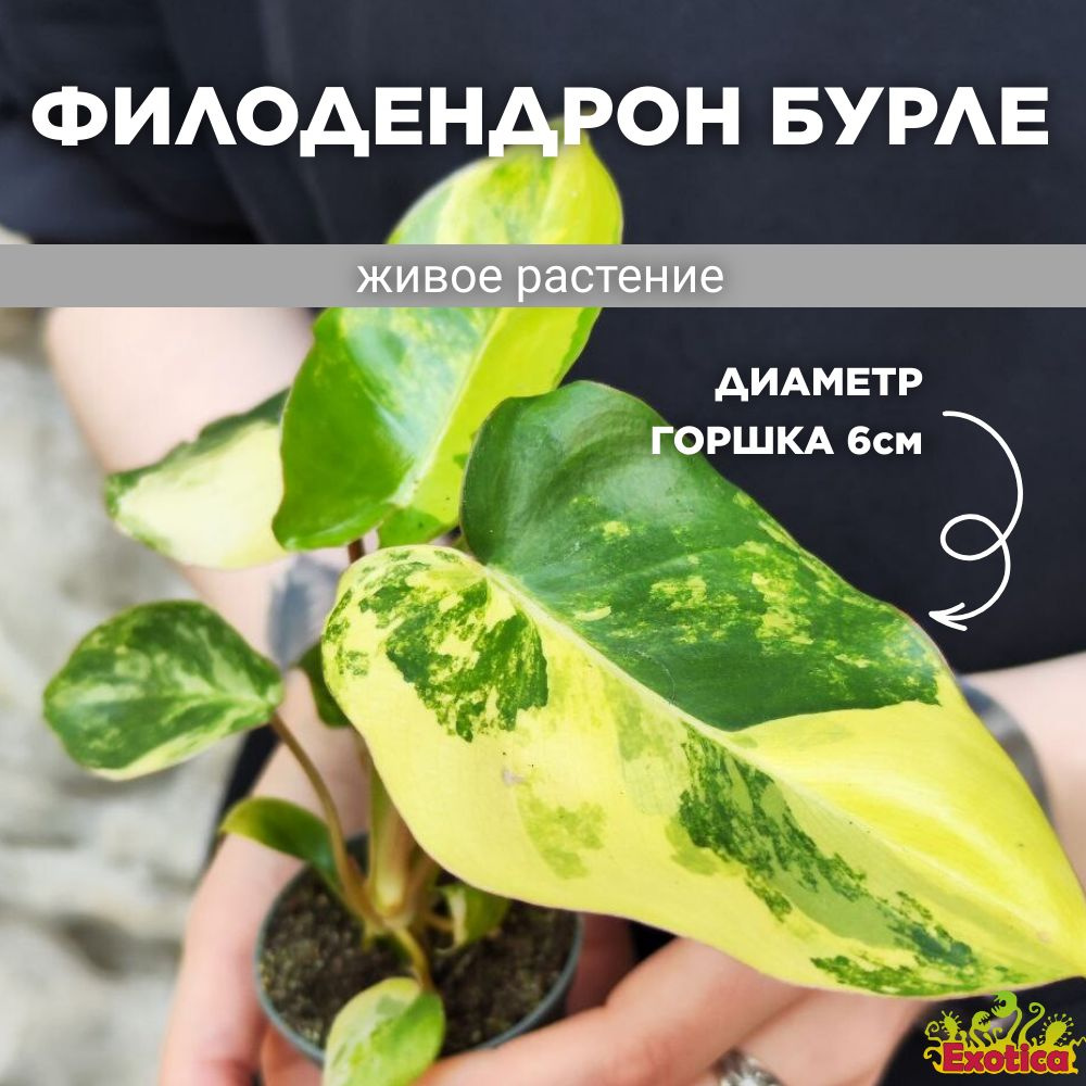 Филодендрон Бурле Маркс Вариегатный (Philodendron Burle Variegated) D6см  #1