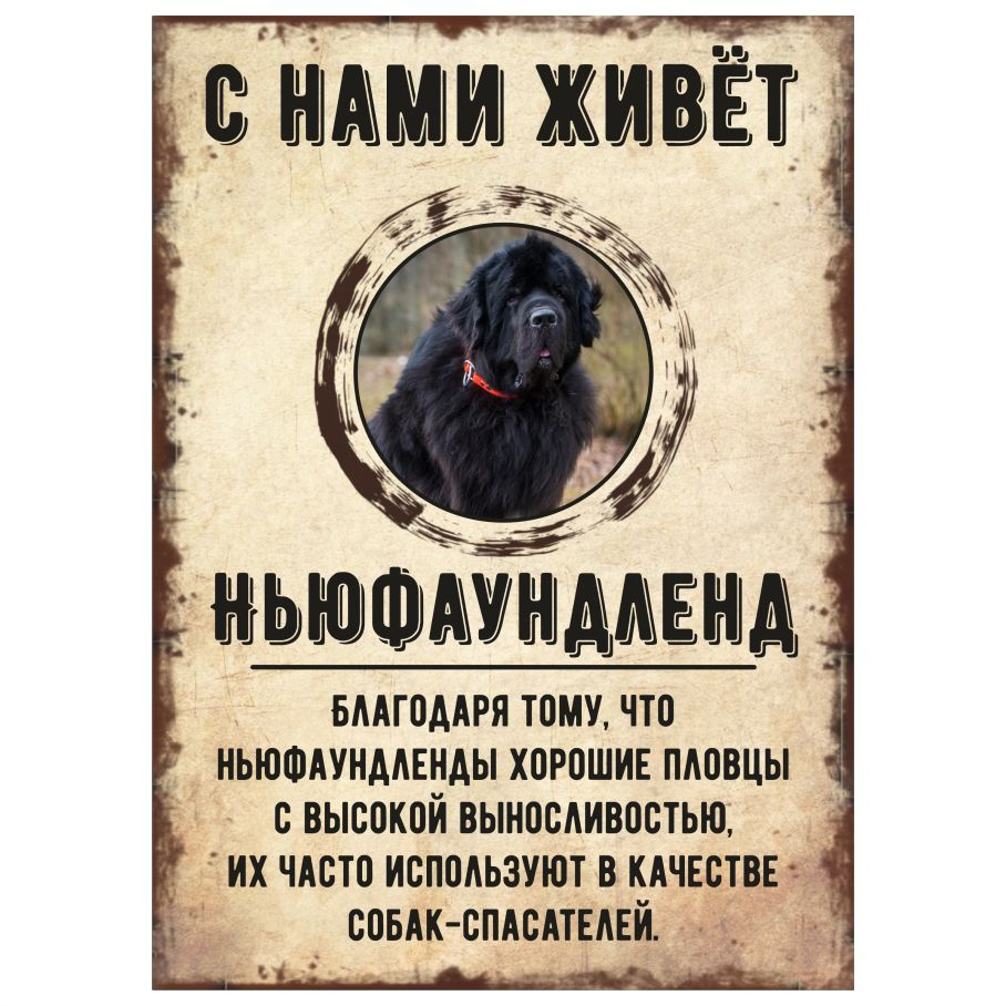 Табличка, декоративная, DANGER DOG, С нами живет Ньюфаундленд, 18см х 25см  #1