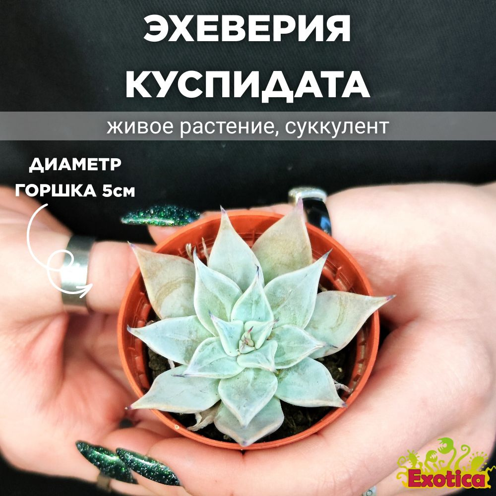 Эхеверия Куспидата Менчака (Echeveria Cuspidata Menchaca) D5см #1