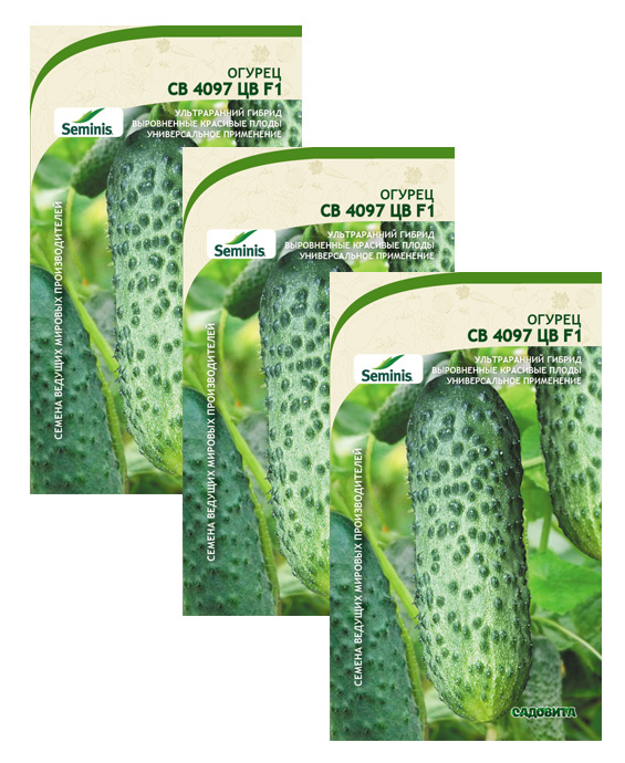 Огурец св3506. Огурец sv4097cv семинис. Семена огурца 4097. Огурец св 4097 цв f1. Семена огурца 4097.