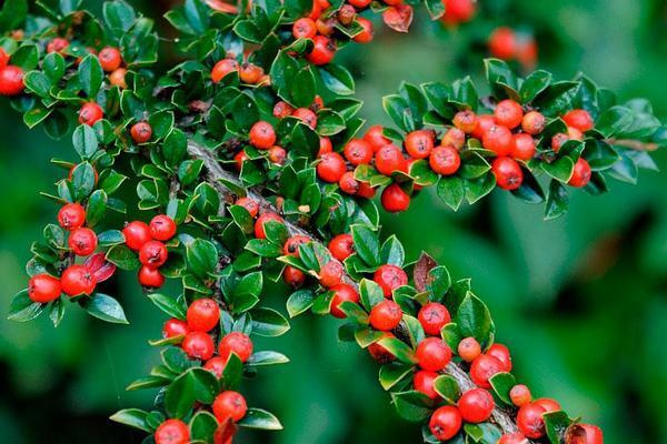 Кизильник горизонтальный (лат. Cotoneaster horizontalis) СЕМЕНА 25шт + подарочек  #1