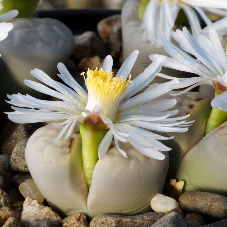 Суккулент Литопс Lithops julii pallid SB-1344 семена (10 ШТ) #1