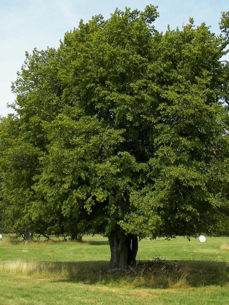 Семена Граб остроплодный (Carpinus oxycarpa), 15 штук #1