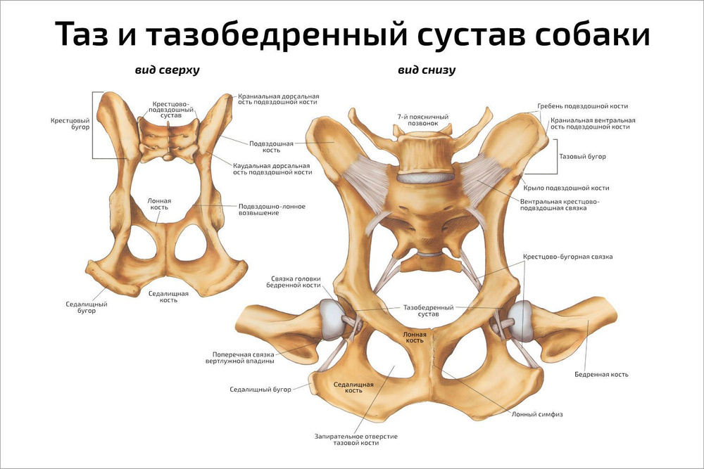 Плакат обучающий А2 ламинир. Таз и тазобедренный сустав собаки ветеринарный плакат 457x610 мм  #1