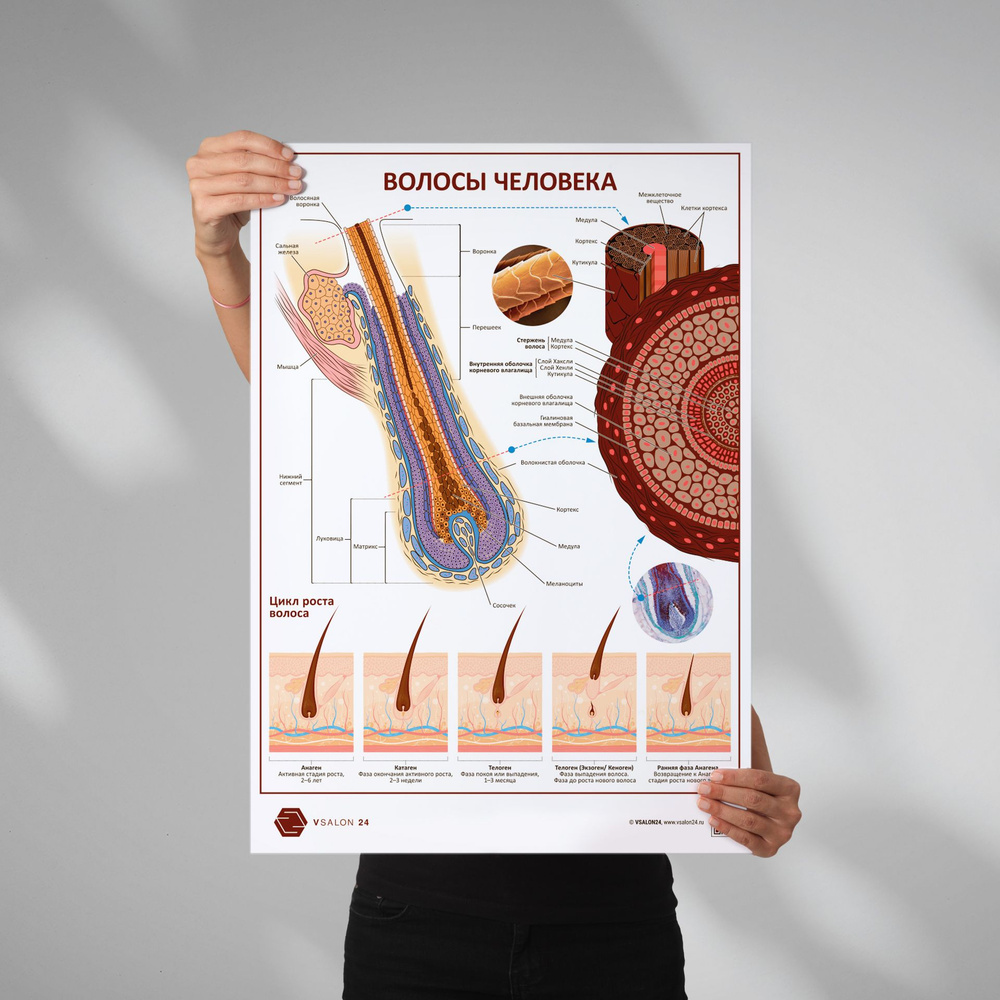 Плакат Волосы человека. В кабинет косметолога в формате А1 (84 х 60 см)  #1
