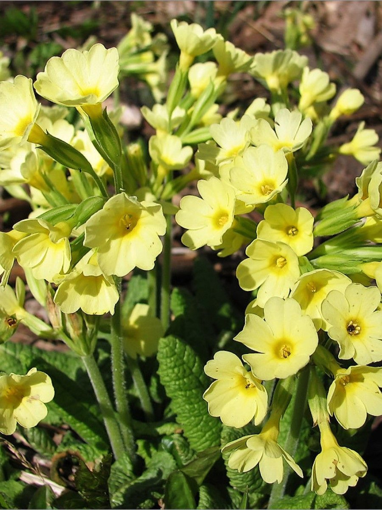 Семена Примула высокая микс (Primula elatior), 20 штук #1