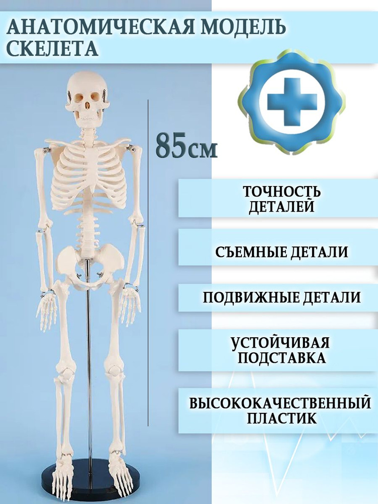 Анатомическая модель скелета человека со стойкой 85 см #1