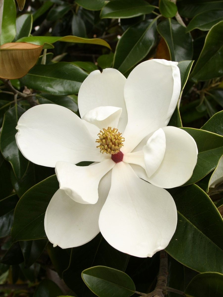 Семена Магнолия крупноцветковая (Magnolia grandiflora), 5 штук #1