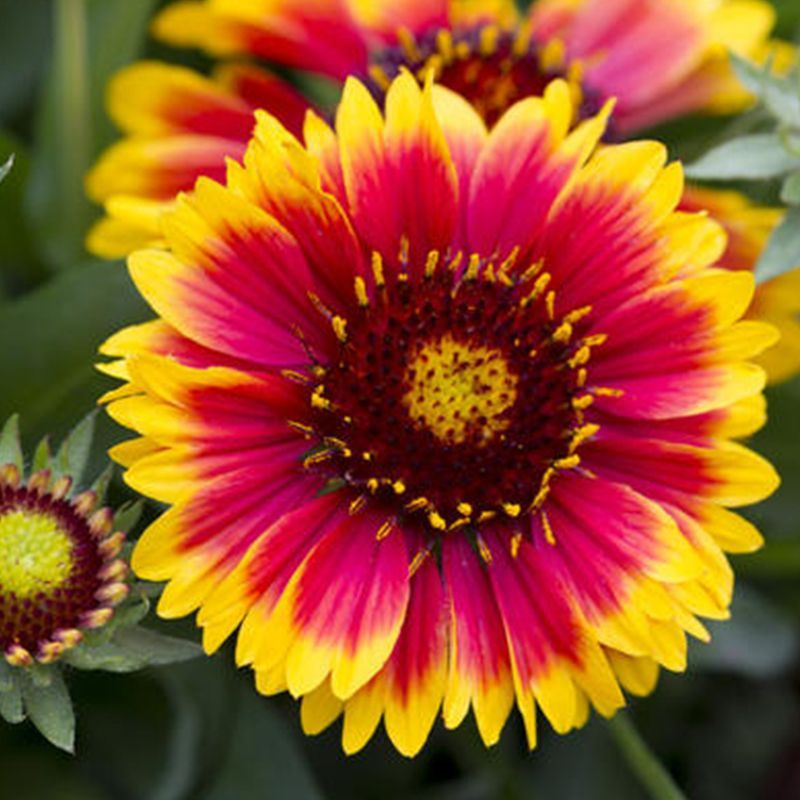 Гайлардия (лат. Gaillardia aristata) СЕМЕНА 50шт + подарочек #1