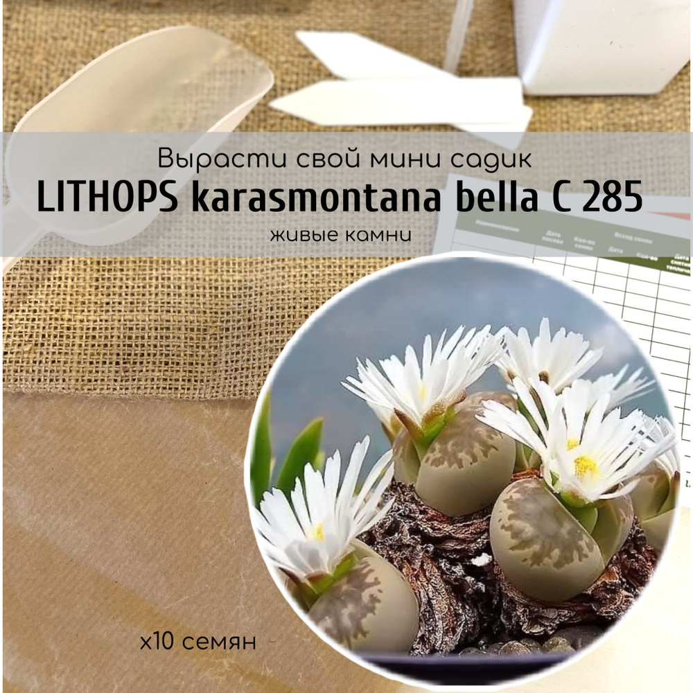 Литопсы Lithops karasmontana bella C 285 Семена 10шт (живые камни, суккуленты) Окраска листьев коричневато-желтая. #1