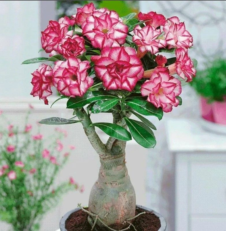 Семена Adenium Obesum MIXED COLORS MIX (5 шт.) #1