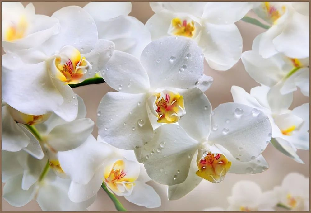 Фотообои глянцевые на стену Белая орхидея 196*134 см 4 листа  #1