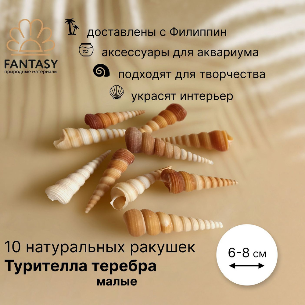 Натуральная морская ракушка FANTASY Турителла теребра малая, 10 шт., 6-8 см  #1