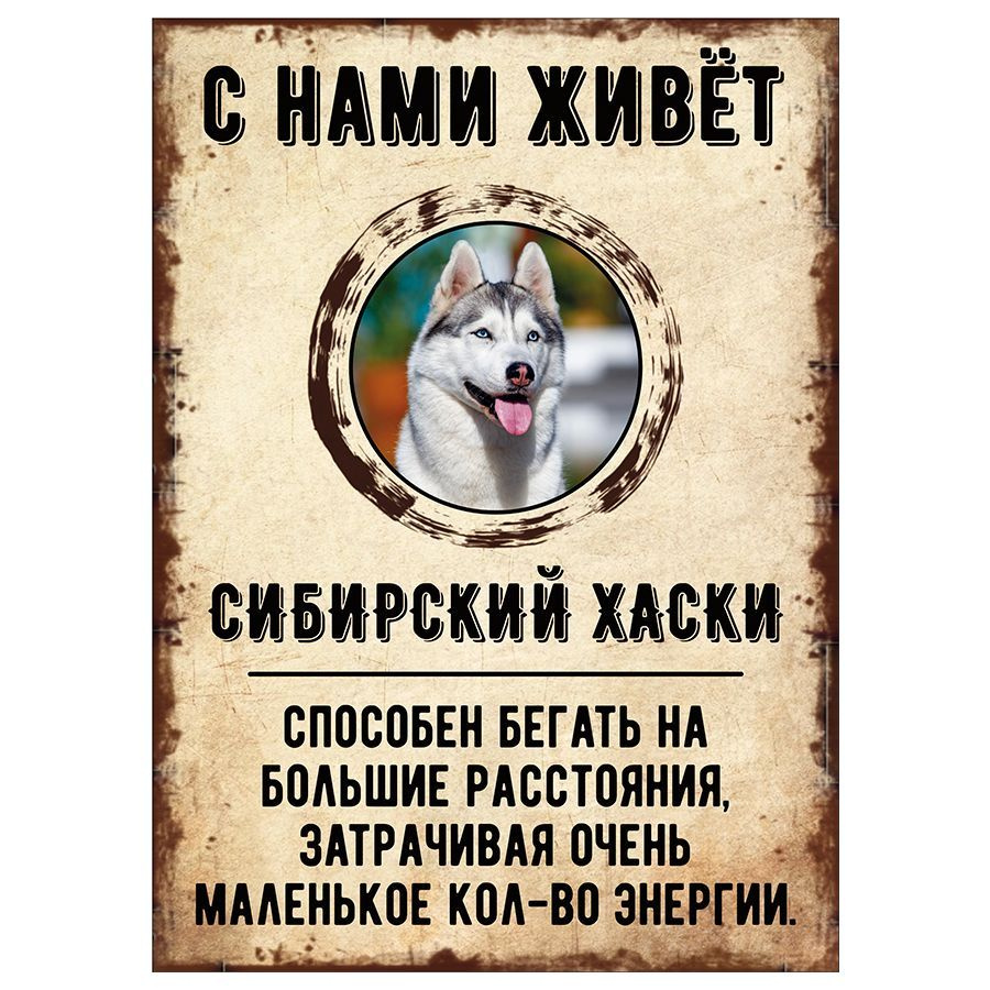 Табличка, декоративная, DANGER DOG, С нами живет Сибирский хаски, 18см х 25см  #1