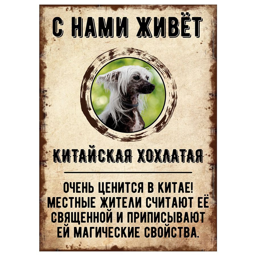 Табличка, декоративная, DANGER DOG, С нами живет Китайская хохлатая, 18см х 25см  #1