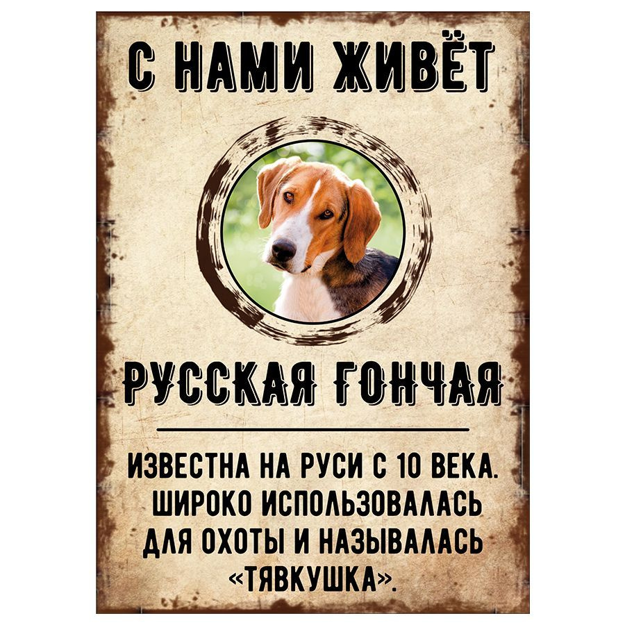 Табличка, декоративная, DANGER DOG, С нами живет Русская гончая, 18см х 25см  #1