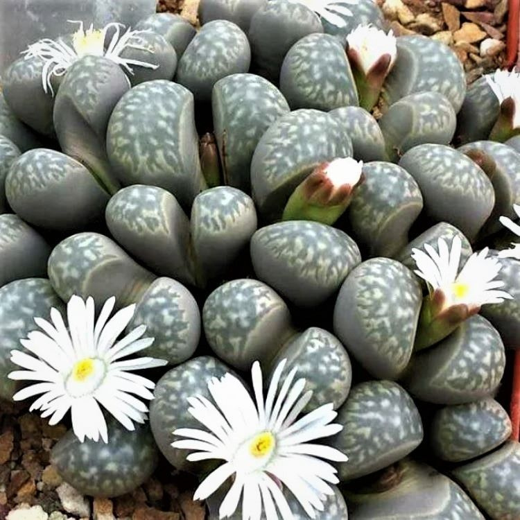 Суккулент Lithops marmorata mix, семена (10 шт) #1