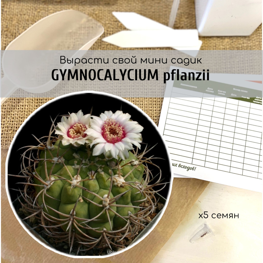 Семена необычного кактуса Гимнокалициум пфлянци (Gymnocalycium pflanzii) с цветами лососевого цвета от #1