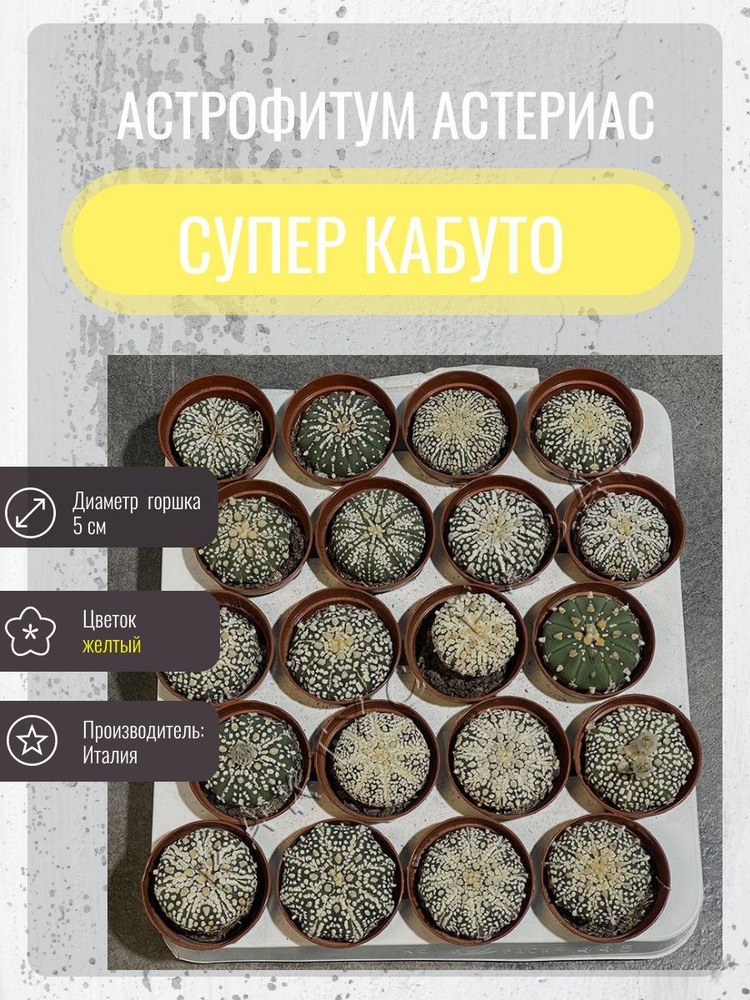 Астрофитум Астериас Супер Кабуто d5 Италия, Cactus-bazar / кактусы / комнатные растения  #1