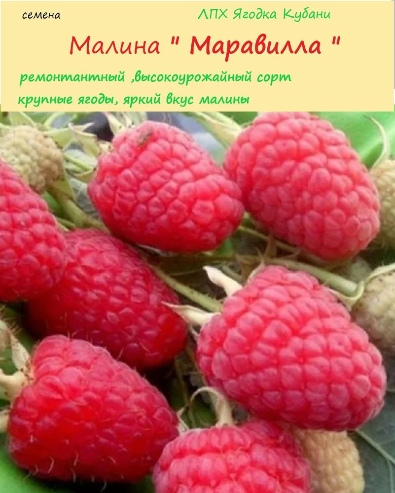 ЛПХ Ягодка Кубани Семена ,20шт #1