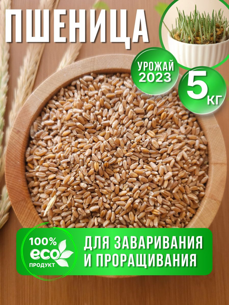 Пшеница; семена для солода и проращивания #1