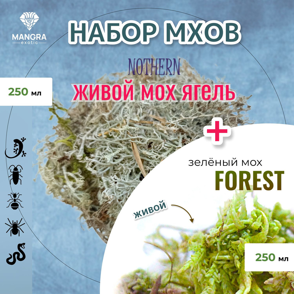 Набор для террариума MANGRA exotic: Мох живой Nothern (ягель) + Мох живой Forest зеленый, из Сибирской #1