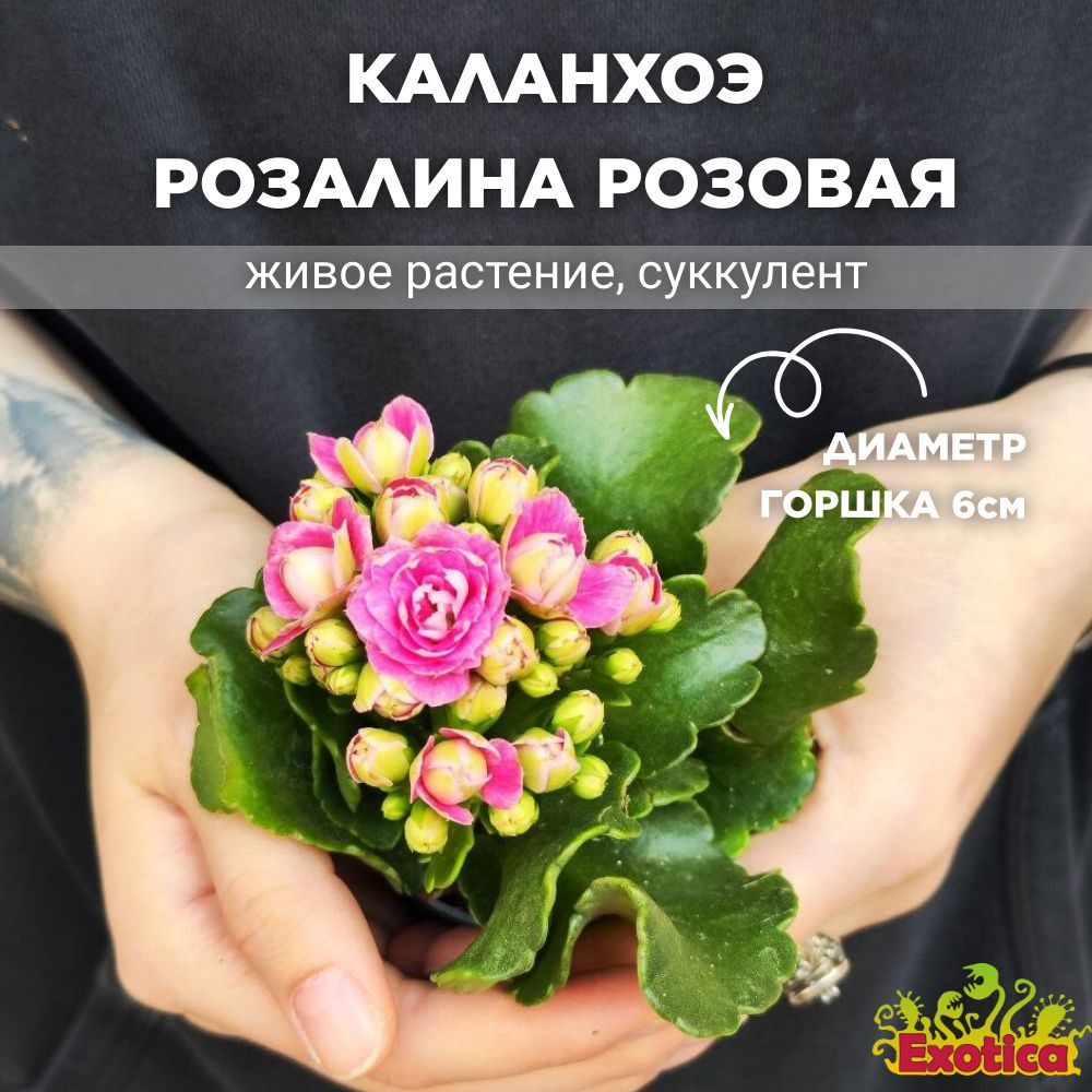 Каланхоэ Розалина Розовая (Kalanchoe Rosalina Pink) D6см #1