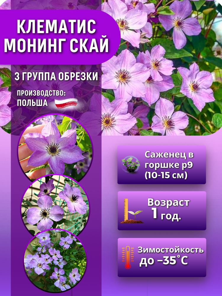 Клематис Монинг Скай (саженец 10-15 см в горшке) #1