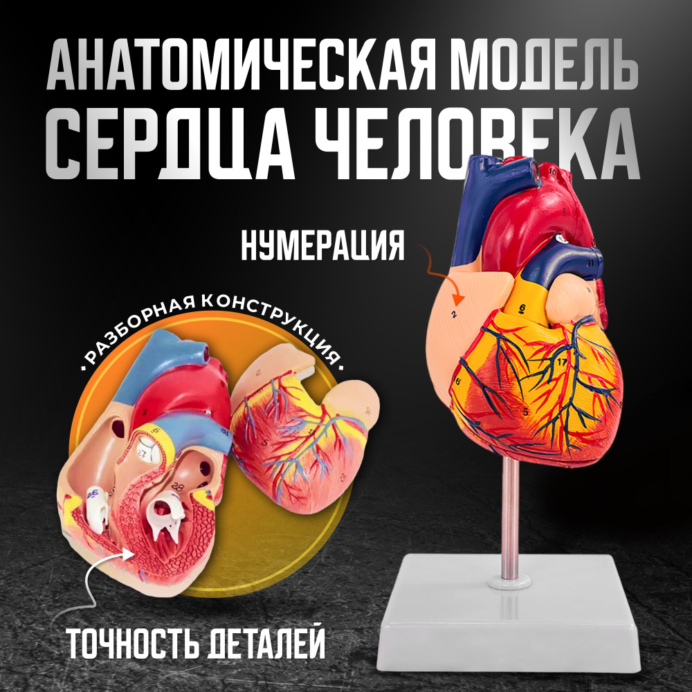 Анатомическая модель сердца человека Bone NumbX1 пронумерованная  #1