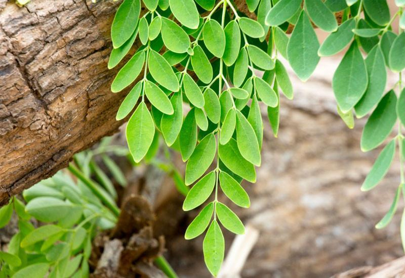 Духовное значение: Гигиеническая организация Чистота, порядок, полезность Моринг