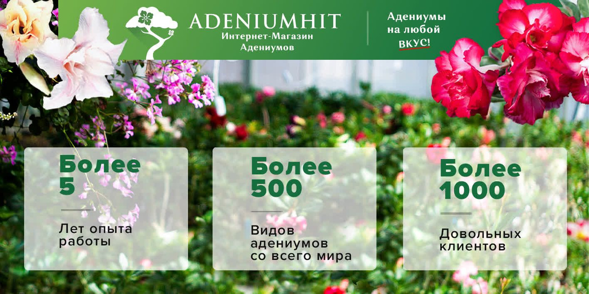 ADENIUMHIT - Интернет-Магазин Адениумов