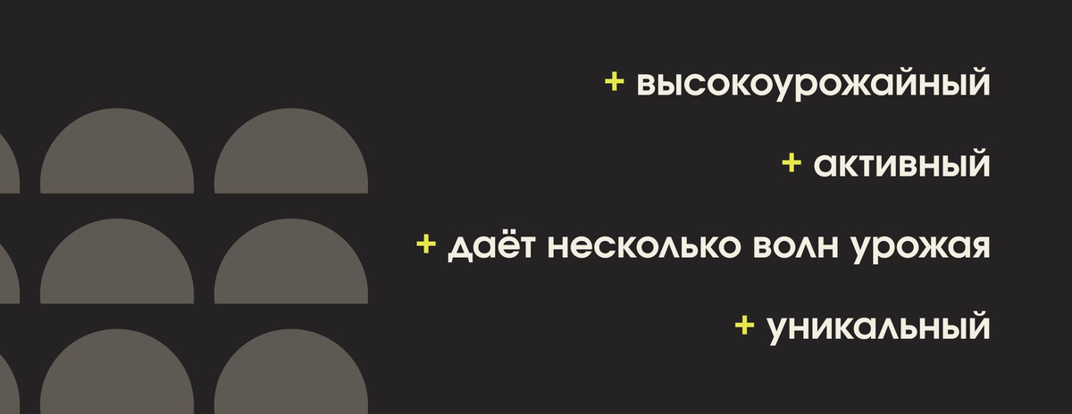  + высокоурожайный  + активный  + даёт несколько волн урожая  + уникальный