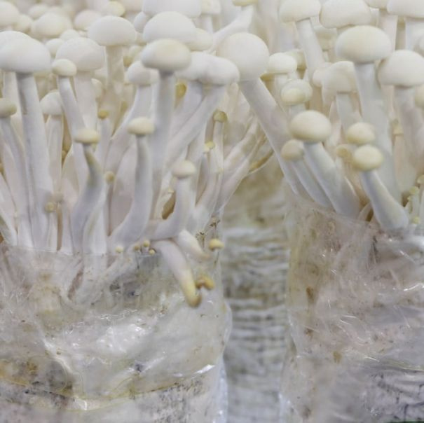 Три урожая с засева! Являясь одним из неприхотливых, гибрид P-80 не требует температурного шока и образует до трех полноценных грибных волн. Начало плодоношения – уже через 18-20 суток от засева!