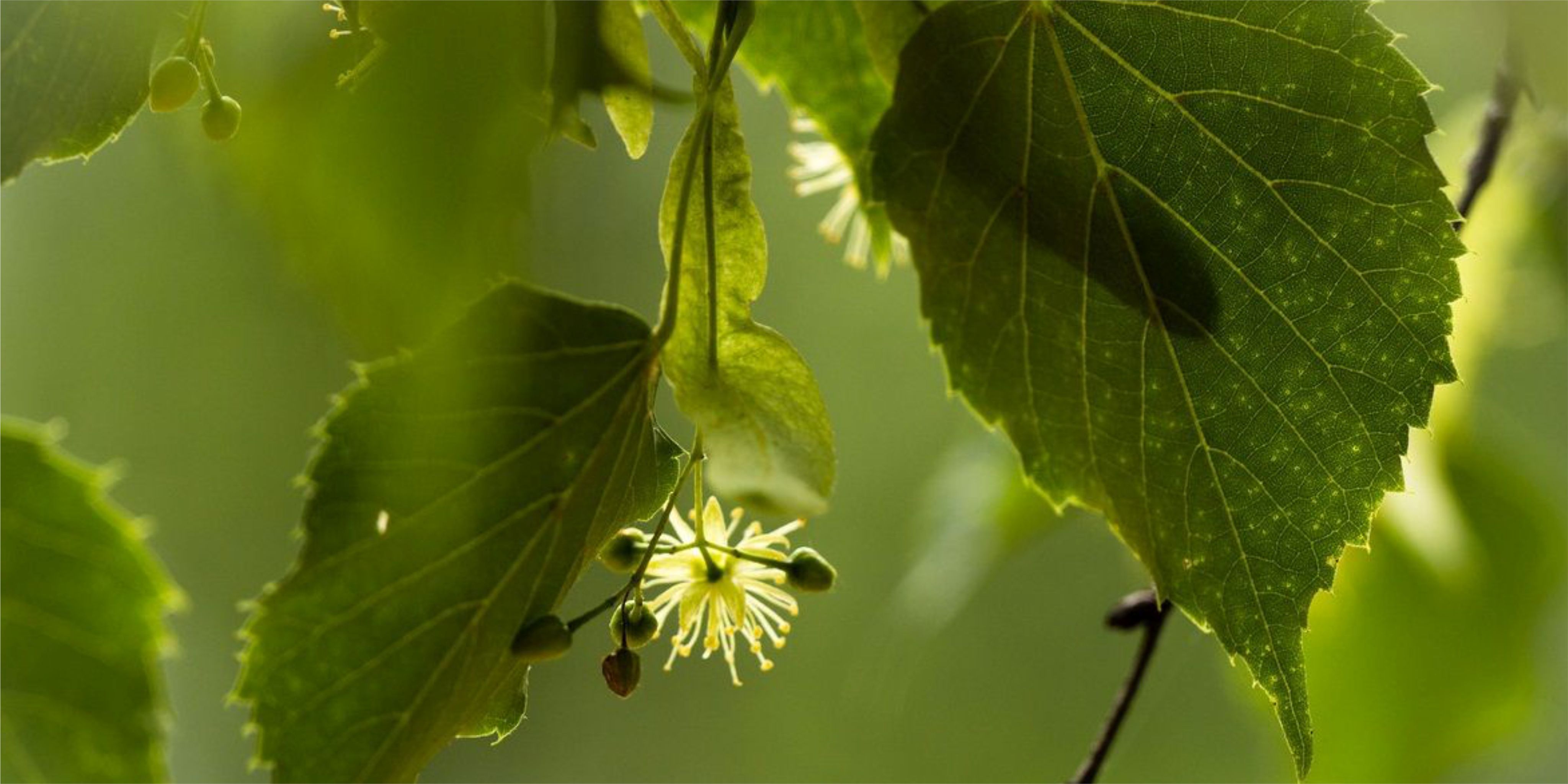 Липа сушеная цветки с листьями цельная 100 гр / Липовый чай травяной ...