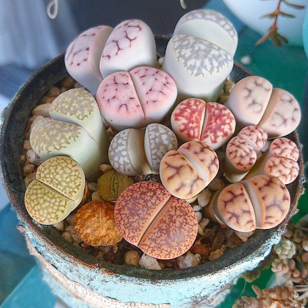 ЖивыеКамнимикс,Литопс,семена15шт.(Lithops)