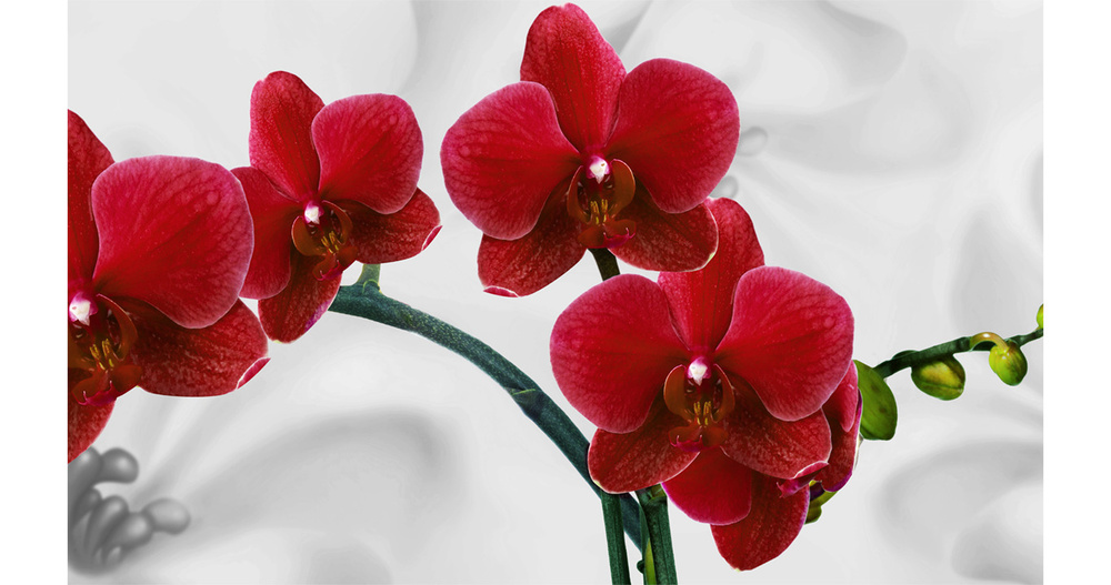 Кухонный фартук "Красные орхидеи 91" 1000*600мм, АБС пластик, фотопечать  #1