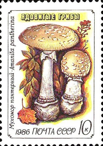 (1986-037) Марка СССР "Пантерный мухомор" Ядовитые грибы III негашеная  #1